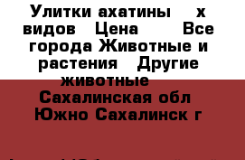 Улитки ахатины  2-х видов › Цена ­ 0 - Все города Животные и растения » Другие животные   . Сахалинская обл.,Южно-Сахалинск г.